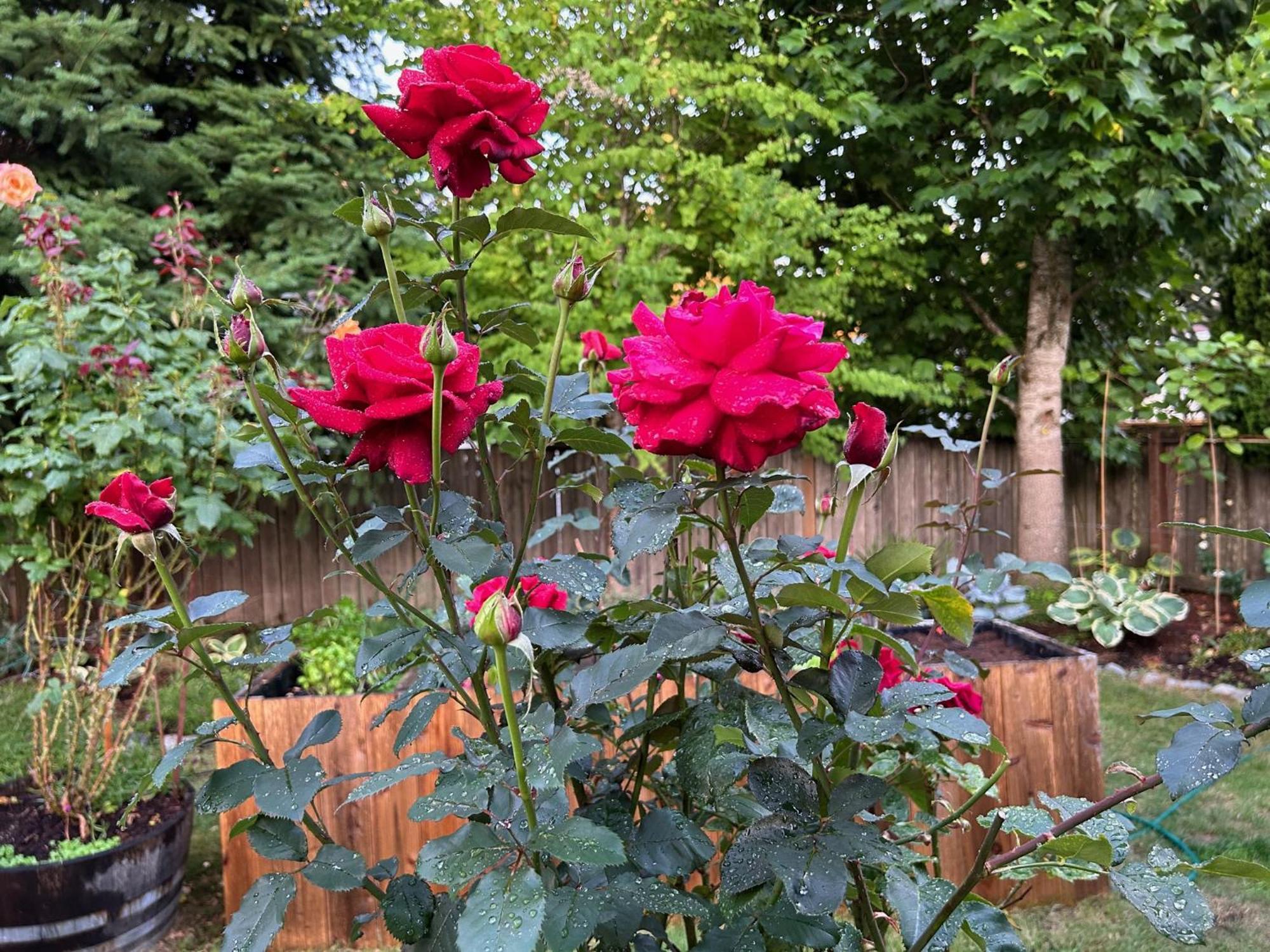 North Nanaimo Gem - Garden-View Room With Private Ensuite Esterno foto